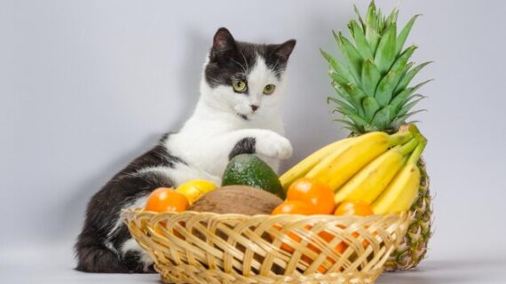 Jenis Buah Yang Bisa Untuk Kucing