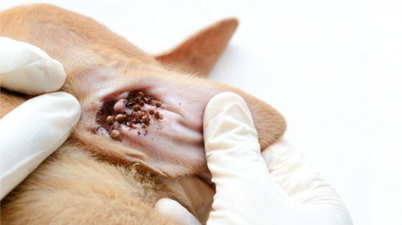 Bahaya Jika Telinga Kucing Kotor