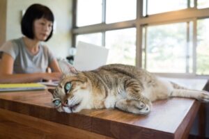 Cara Mengatasi Kucing Stress