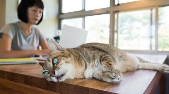 Cara Mengatasi Kucing Stress