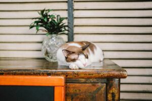5 Gaya tidur kucing dan artinya
