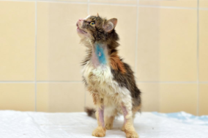 Punya Anabul Jamuran dan Scabies? Jangan Dibiarkan!