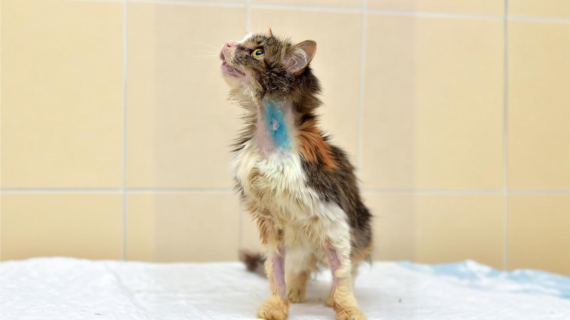 Punya Anabul Jamuran dan Scabies? Jangan Dibiarkan!