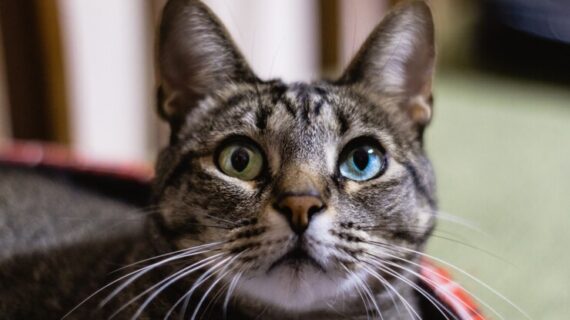 Fakta fakta mata kucing