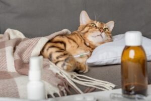 Penyakit yang umum menyerang kucing