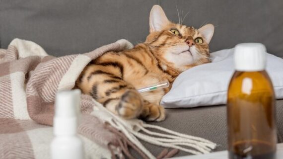 Penyakit yang umum menyerang kucing