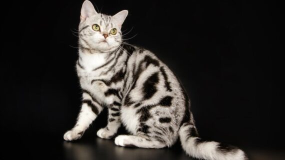 Ciri ciri kucing amerika shorthair