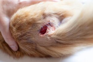 Pertolongan pertama jika kucing terdapat luka bolong