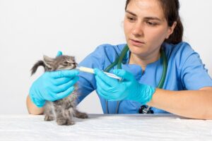 Vaksin yang perlu diberikan ke kucing