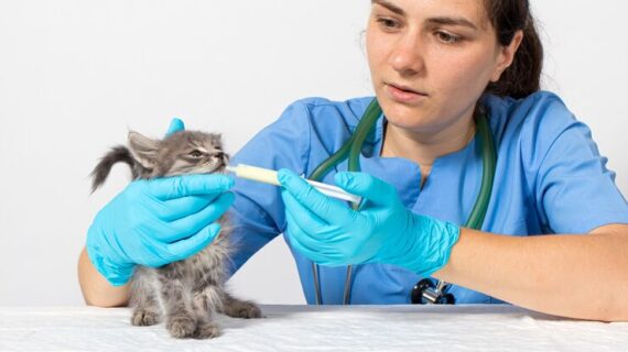 Pemberian obat cacing pada kucing