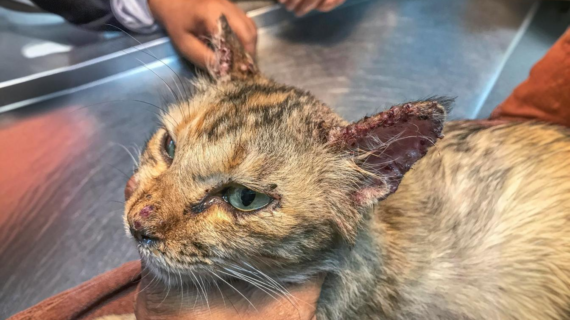 Mengatasi Scabies pada Kucing dengan NOVAMOS Salep: Solusi Ampuh dan Efektif