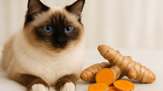 Luka Anabul Jangan Dianggap Sepele: Udah Gak Zaman Nyembuhin Pakai Kunyit