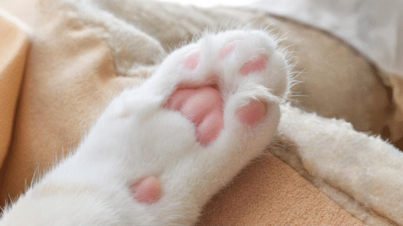 Nggak Mau Telapak Kaki Anabul Kering & Kasar? Ini 2 Produk Wajib Punya!