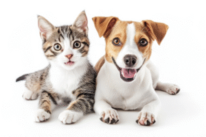 Anjing vs Kucing: Siapa Sebenarnya yang Lebih Cerdas?