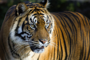 Harimau Terakhir Indonesia: Antara Ancaman dan Harapan