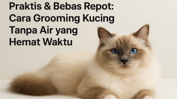 Praktis & Bebas Repot: Cara Grooming Kucing Tanpa Air yang Hemat Waktu