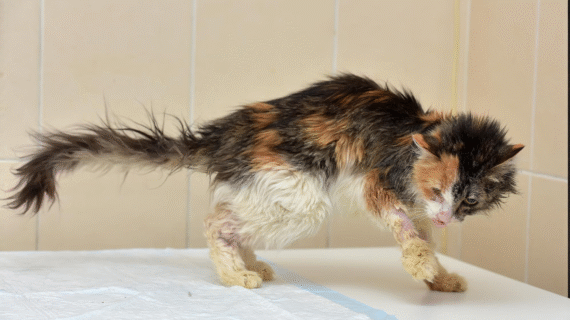 Cara Efektif Membersihkan Noda Membandel di Bulu Anabul: Tips Cepat & Aman yang Bisa Kamu Coba di Rumah