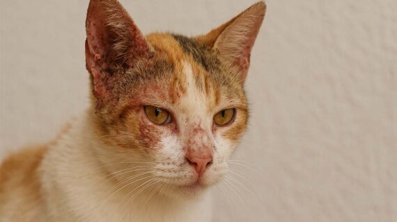 Kena Scabies Gara-Gara Gak Pernah Bersihin Telinga