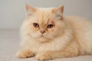 Ini Dia Bahayanya Jika Jamur Tidak Segera Diobati