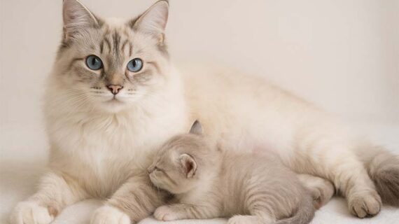 Cara Mencegah Induk Kucing Lahir Prematur