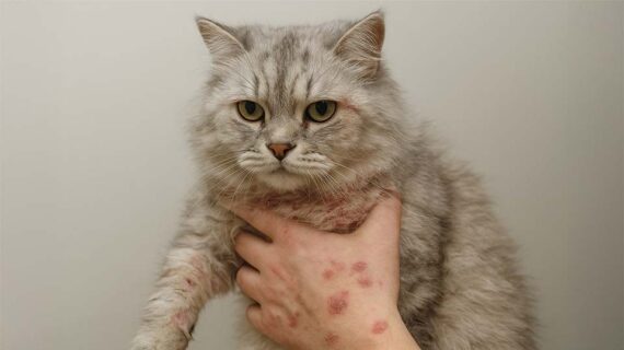 Cara Mengobati Scabies Kucing di Rumah — Panduan Lengkap Tanpa ke Dokter